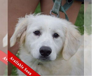 Great Pyrenees Dogs for adoption in Huntley, IL, USA
