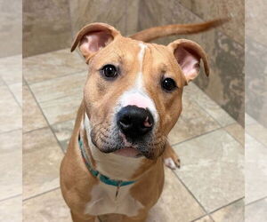 Mutt Dogs for adoption in Jefferson, WI, USA