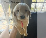 Litter of 6 - Male(s) and Female(s) Golden RetrieverLitter of Puppies for Sale - Photo #12