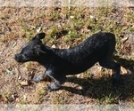 Small #7 Australian Cattle Dog