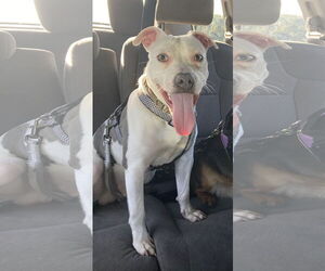 American Pit Bull Terrier-Unknown Mix Dogs for adoption in Plainfield, IL, USA