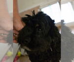 Small #2 Cocker Spaniel