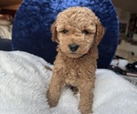 Small Photo #51 Goldendoodle (Miniature) Puppy For Sale in SAN FERNANDO, CA, USA