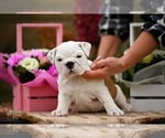Puppy Puppy 4 English Bulldog