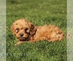 Small #3 Cavapoo (Miniature)