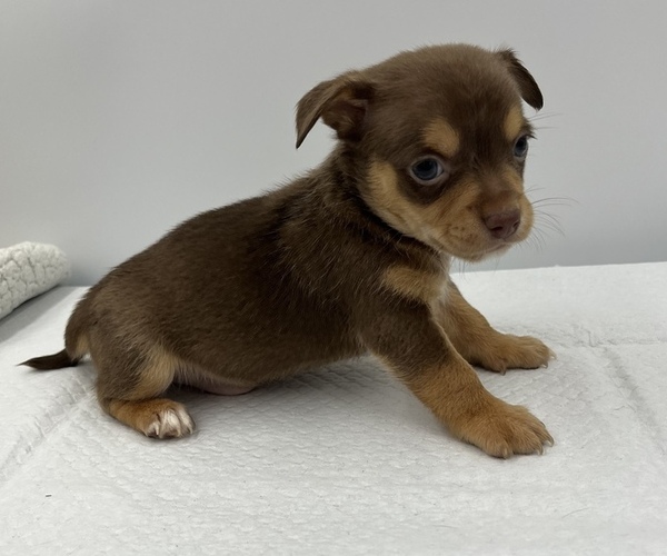 Medium Photo #18 Chorkie Puppy For Sale in SAINT AUGUSTINE, FL, USA