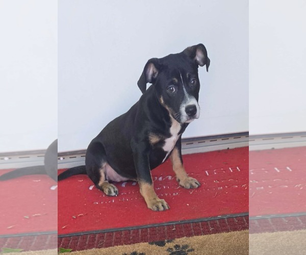 Medium Photo #3 Boxer-Unknown Mix Puppy For Sale in SHERBURNE, NY, USA