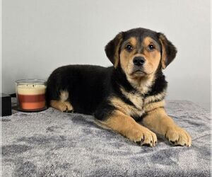 Golden Shepherd Puppy for sale in FRANKLIN, IN, USA