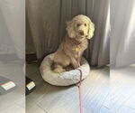 Small #2 Labradoodle