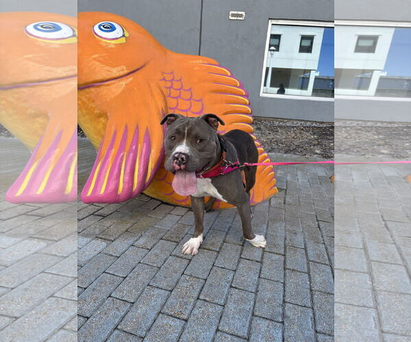 Medium Photo #6 American Pit Bull Terrier-Unknown Mix Puppy For Sale in Virginia Beach, VA, USA