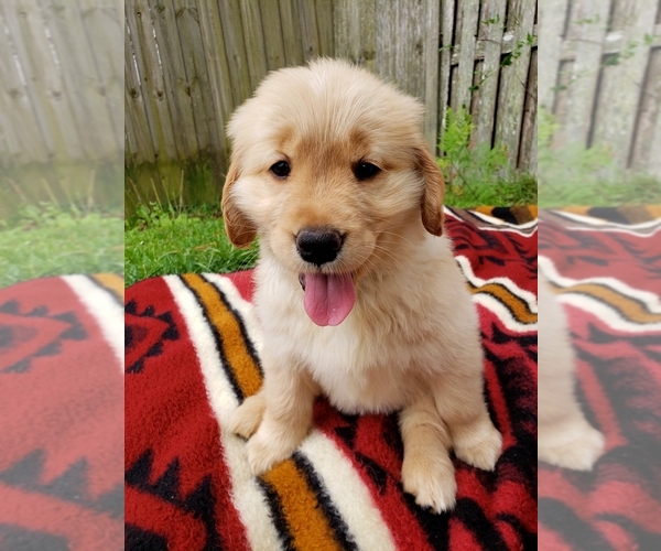 Medium Photo #2 Golden Retriever Puppy For Sale in KINGSLAND, GA, USA