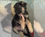 Small Photo #4 German Shepherd Dog Puppy For Sale in CLAREMONT, NC, USA