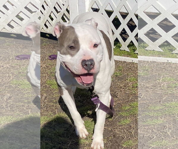 Medium Photo #6 American Pit Bull Terrier-Unknown Mix Puppy For Sale in Virginia Beach, VA, USA