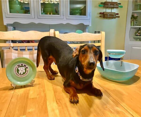 Medium Photo #6 Dachshund Puppy For Sale in Tampa, FL, USA