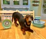 Small #5 Dachshund