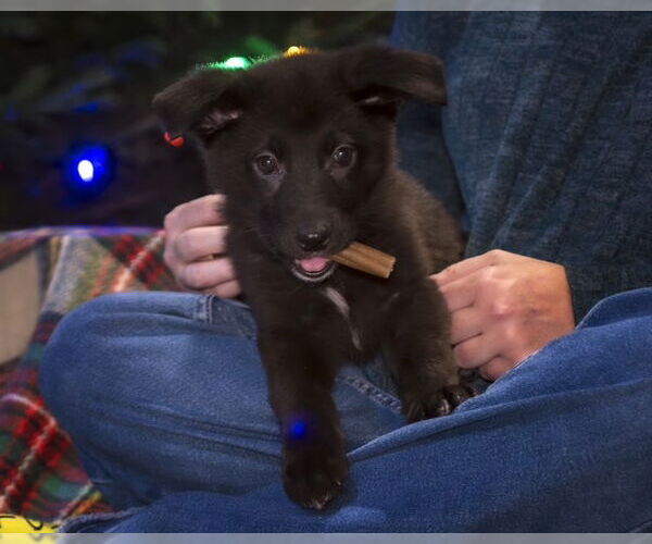 Medium Photo #8 Shepradors Puppy For Sale in Princeton, MN, USA