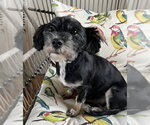 Small Photo #3 Shih Tzu-Unknown Mix Puppy For Sale in Bellevue, WA, USA