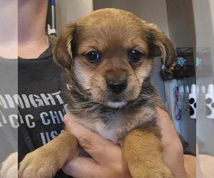 Jarkie Puppy for sale in BERESFORD, SD, USA
