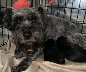 Schnoodle (Miniature) Puppy for sale in WALLED LAKE, MI, USA