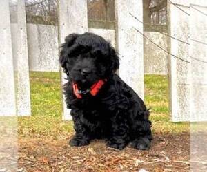 Newfoundland-Poodle (Miniature) Mix Puppy for sale in PARADISE, PA, USA