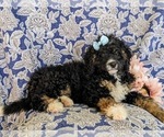 Small Photo #4 Miniature Bernedoodle-Poodle (Miniature) Mix Puppy For Sale in OXFORD, PA, USA