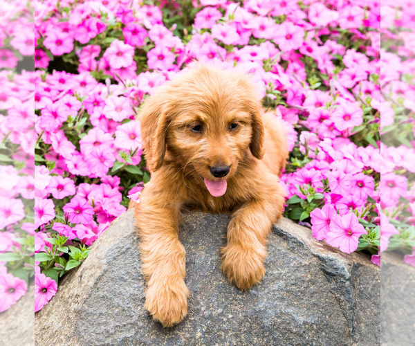 Medium Photo #4 Goldendoodle Puppy For Sale in WAKARUSA, IN, USA