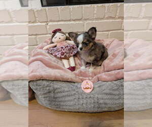 Chihuahua Puppy for sale in MIDLAND, TX, USA
