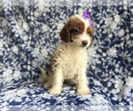 Small #3 Cavapoo