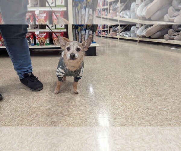 Medium Photo #2 Chihuahua Puppy For Sale in Hinckley, IL, USA