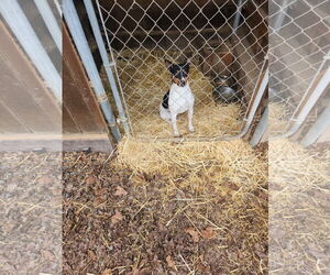Rat Terrier-Unknown Mix Dogs for adoption in Bellevue, WA, USA