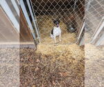 Small #4 Rat Terrier Mix