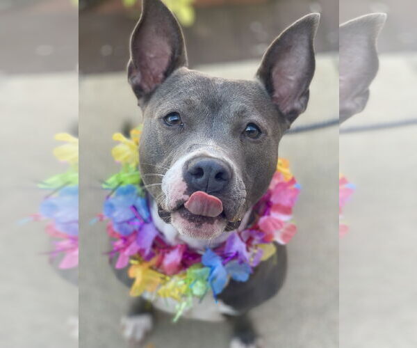 Medium Photo #14 Mutt Puppy For Sale in Mount Laurel, NJ, USA