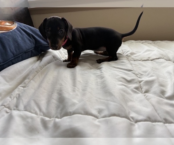 Medium Photo #3 Dachshund Puppy For Sale in TRACY, CA, USA