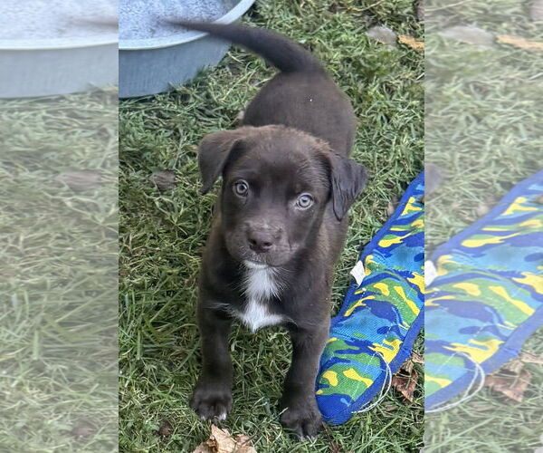 Medium Photo #1 Chocolate Labrador retriever-Unknown Mix Puppy For Sale in Pottstown, PA, USA