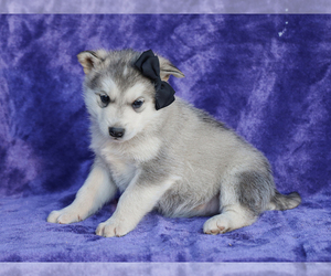 Alaskan Malamute Puppy for sale in LIBERTY, KY, USA