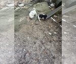 Small #4 Schweenie