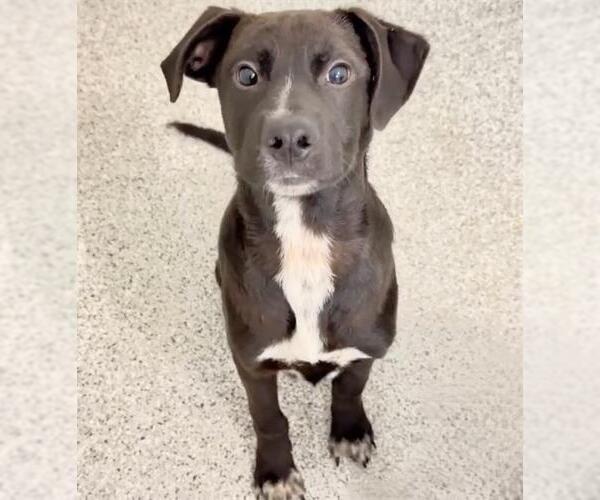 Medium Photo #2 Labrador Retriever Puppy For Sale in Houston, TX, USA