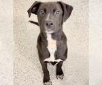 Small #1 Labrador Retriever