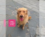 Small #6 Golden Retriever