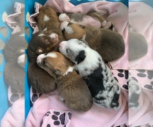 Australian Shepherd-Pembroke Welsh Corgi Mix Puppy for sale in ACTON, CA, USA