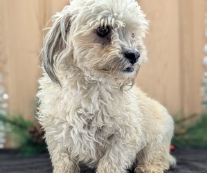 Mother of the Havanese puppies born on 10/25/2025