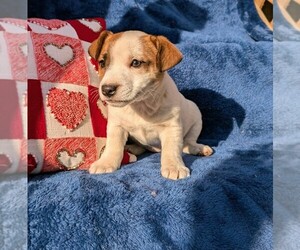 Medium Jack Russell Terrier