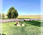 Small #20 German Shepherd Dog