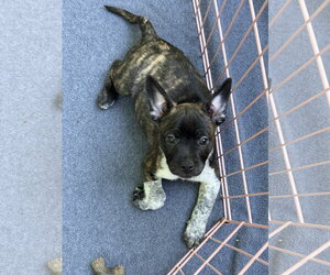 French Bulldog Dogs for adoption in St. Louis Park, MN, USA