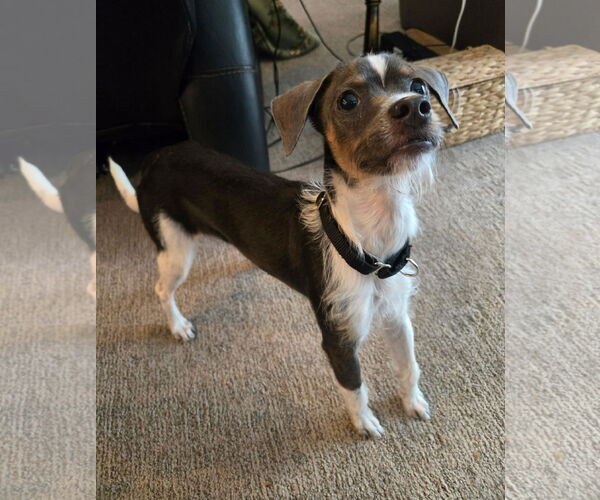 Medium Photo #3 Chihuahua-Unknown Mix Puppy For Sale in Minneapolis, MN, USA