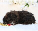 Small Photo #7 Cavapoo Puppy For Sale in JONES, MI, USA