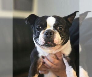 Boston Terrier Dogs for adoption in Foristell, MO, USA