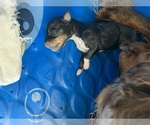 Small #17 Australian Shepherd