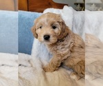 Small #18 Lhasa Apso