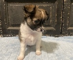 Small Photo #5 Chihuahua Puppy For Sale in NEVADA, TX, USA